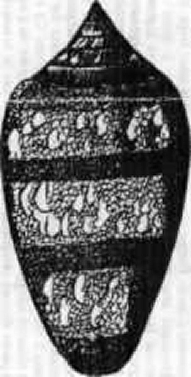 Conus archiepiscopus-2.jpg